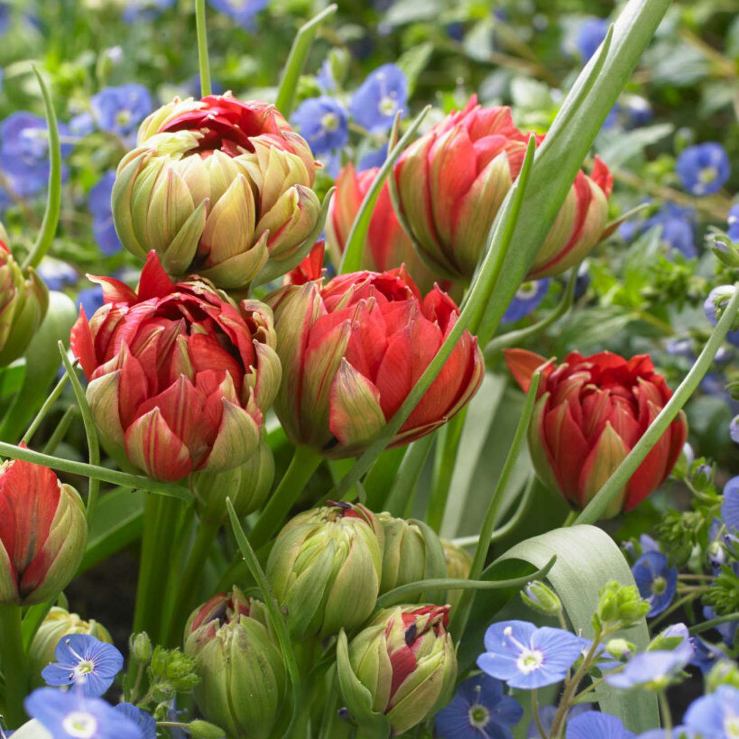 Botanische Tulpe 'Samantha'